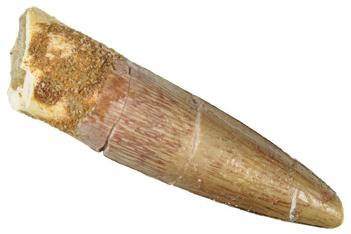 Fossil Spinosaurus Tooth - Real Dinosaur Tooth #298354